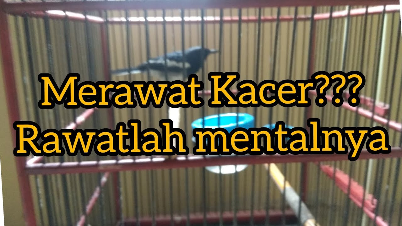 SETINGAN KACER SESUNGGUHNYA