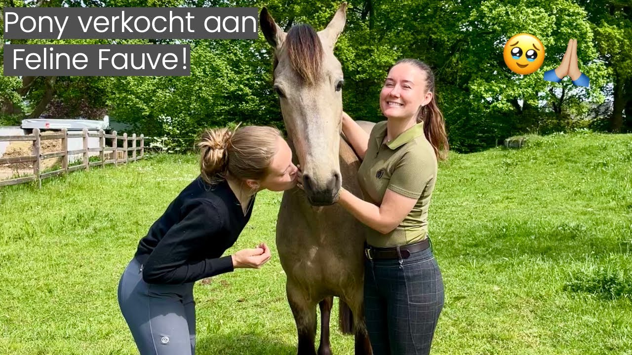 PONY VERKOCHT & WEGBRENGEN naar FELINE 🤩 + Progressie van ONBELEERD tot ALLROUND pony! || Kim Dior
