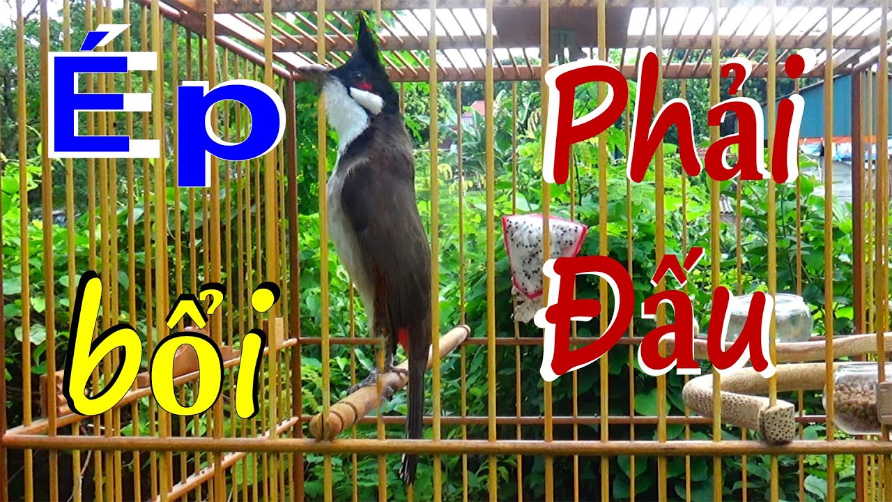 Chào Mào Kích Bổi Lên Lửa, Luyện Chào Mào Mái - Chào Mào Mái Kích Trống Hót Căng Lửa. Chào mào mái