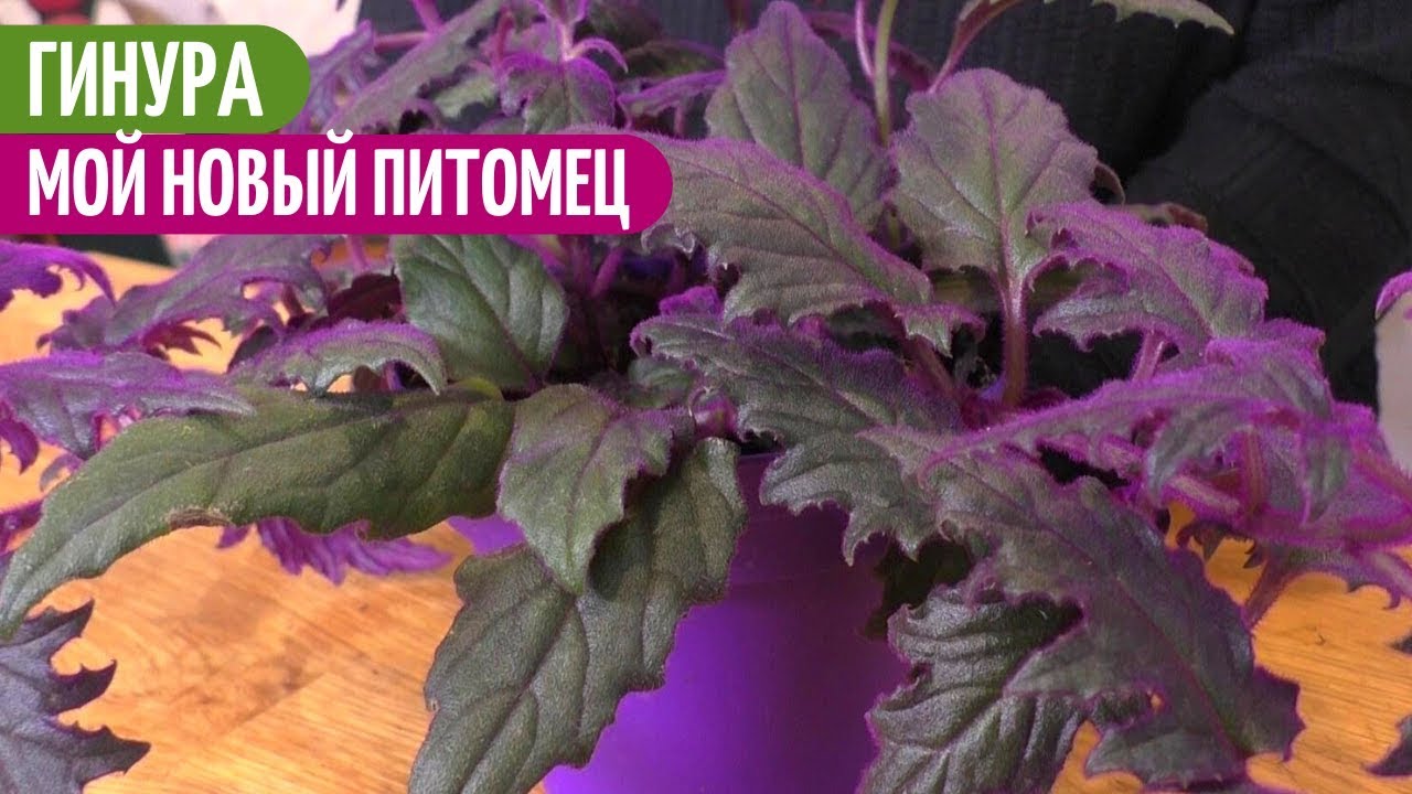 Влюбилась в ГИНУРУ ПЛЕТЕНОСНУЮ. Мои цветы. Мой опыт.