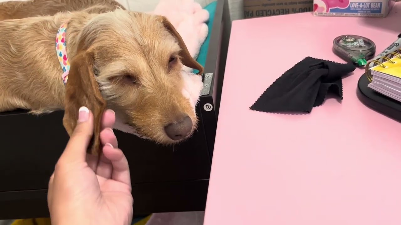 A day in the life of twins dachshund siblings 