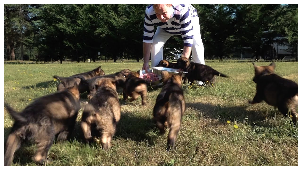 Kraftwerk K9 German Shepherd Puppies- Nine At Six Weeks Old. Can't Tell Them Apart! (Part One)