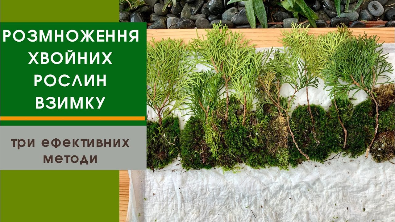 Як розмножити хвойні породи дерев//зимове живцювання