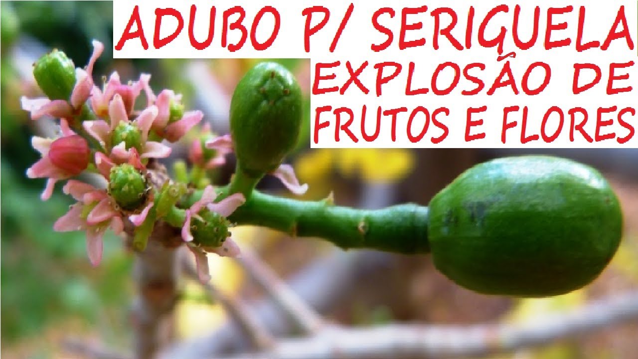 FAZ A SERIGUELA EXPLODIR EM FLORES E FRUTOS (ADUBO TOP)