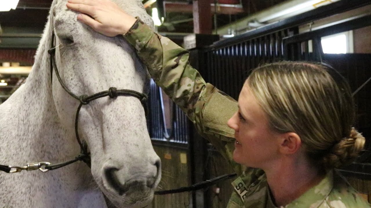 Old Guard Caisson Horse On Road to Recovery