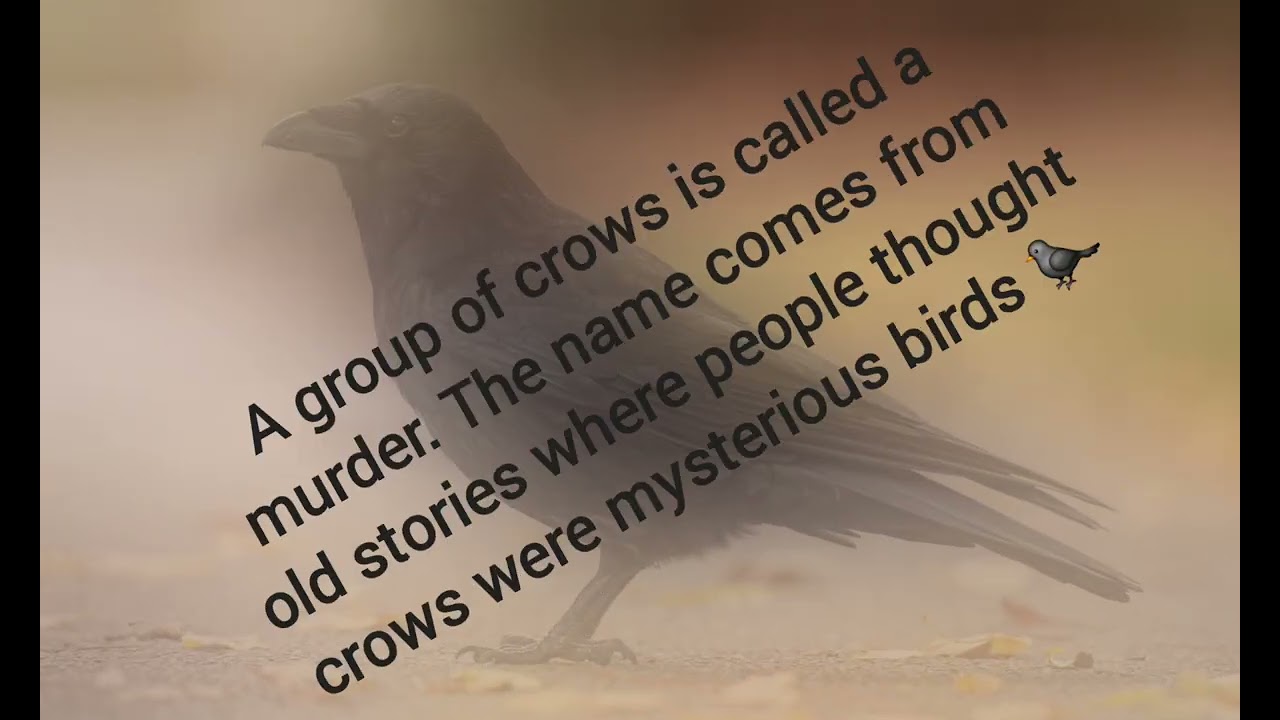 Why is a group of crows called a murder? 🐦‍⬛ #AnimalFacts #Crow #Shorts