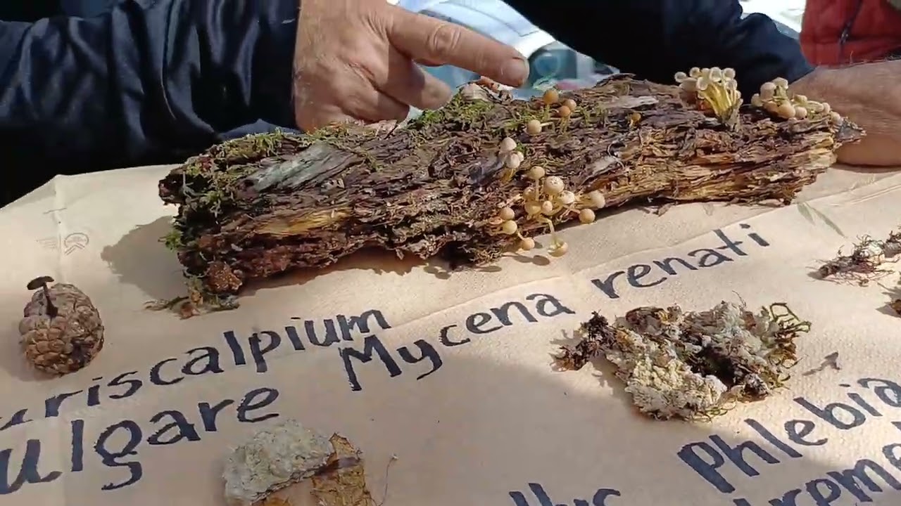 Μικρά & Υπέροχα 🍄 με τον Γιώργο Κωνσταντινίδη.