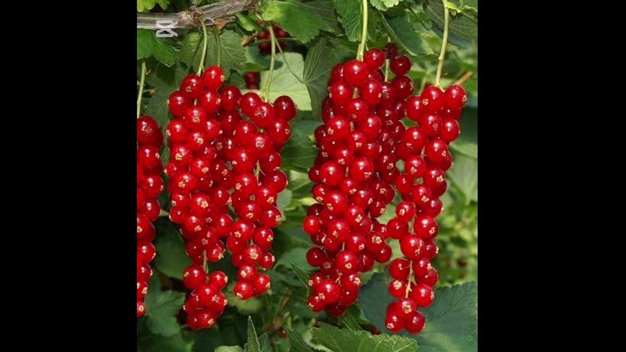 FRENK ÜZÜMÜ FAYDALARI #keşfet #frenk #üzüm #faydaları #sağlık#currant #izlemedengeçme#sağlıklıyaşam