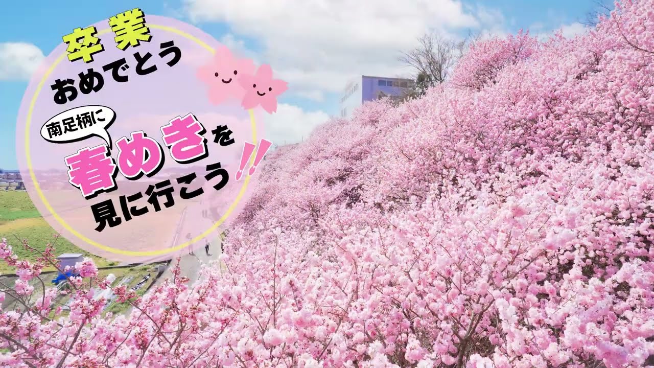 早咲きの桜「春めき」発祥の地、南足柄の春めきスポット　【春木径・幸せ道】、【一ノ堰ハラネ】
