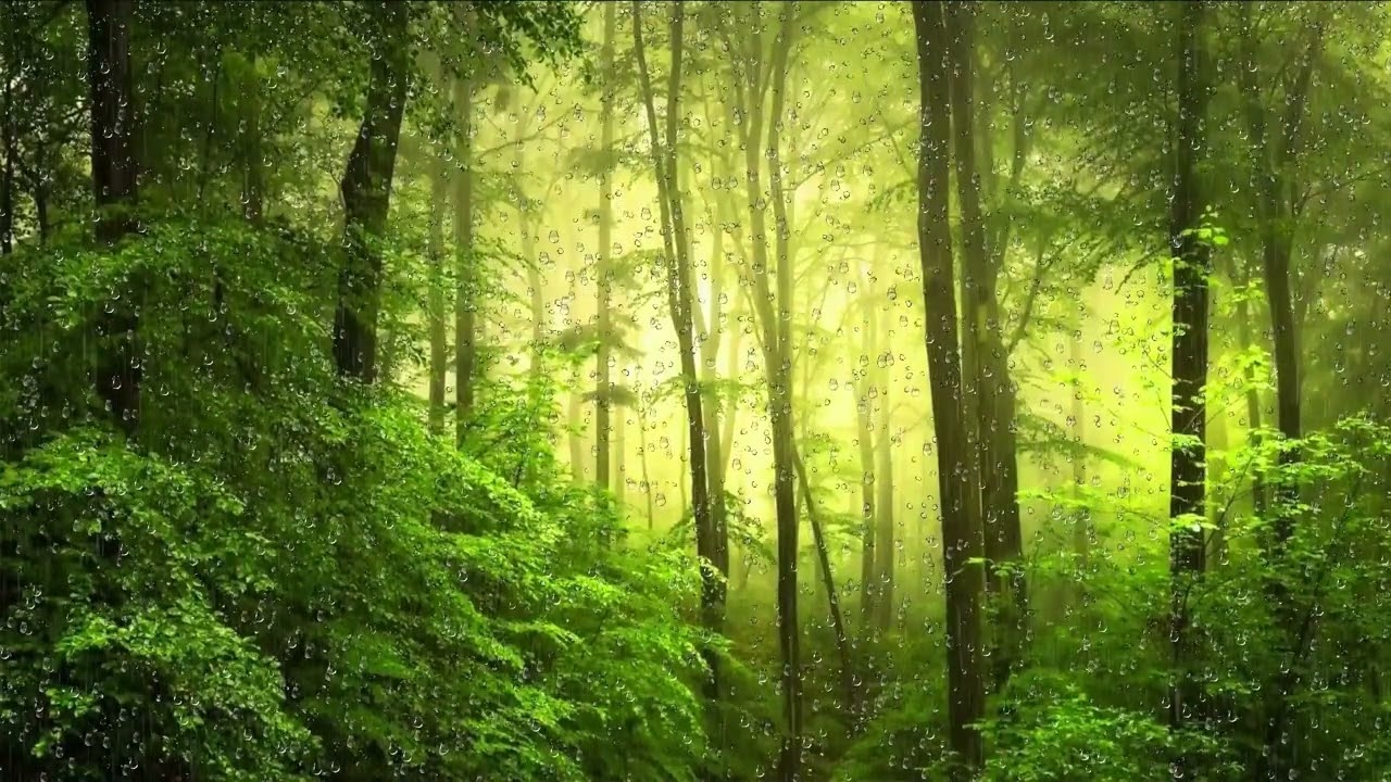 Дождь в лесу, прекрасный и успокаивающий звук, мгновенно засыпает 💧🌧 ACMP звуки природы