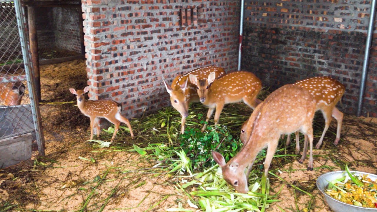 Giá Hươu Giống Hiện Nay Và Những Lưu Ý Khi Mua?