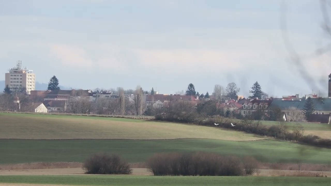 common cranes / jeřáb popelavý