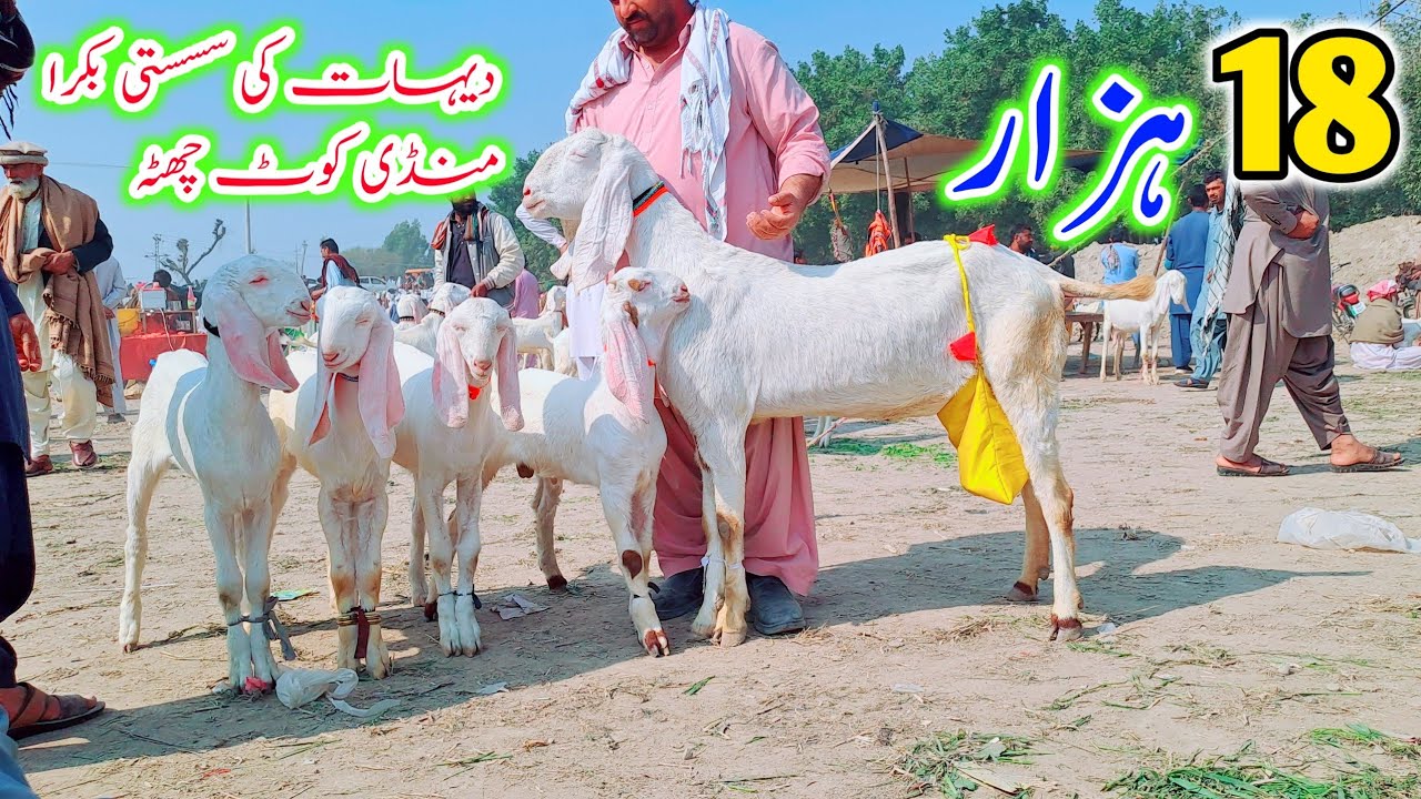5 February 2026 | دیہات کی سسستی بکرا منڈی کوٹ چھٹہ آدھی قیمت میں بکریاں خریدے 