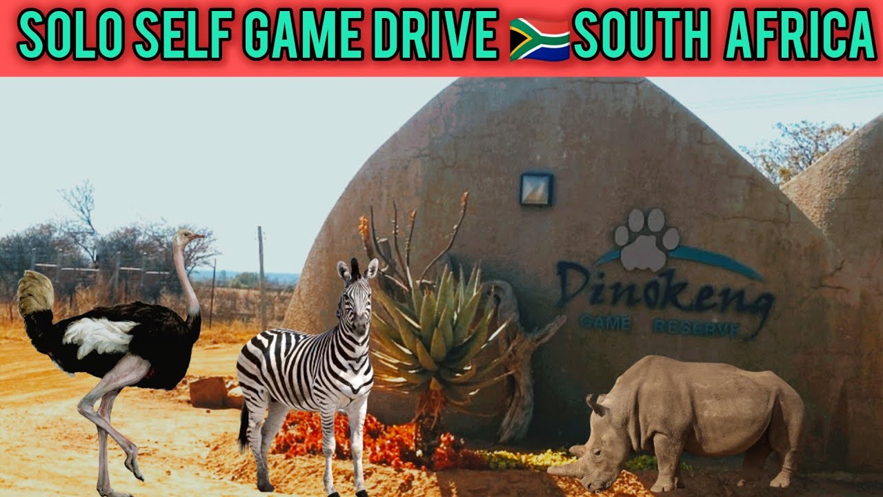 Any game drives in Johannesburg? An honest review of Dinokeng Game Reserve Self-game drive