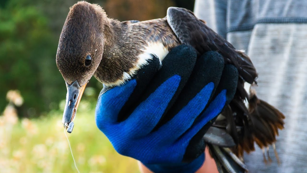 My Son and I Rescue a Hooded Merganser