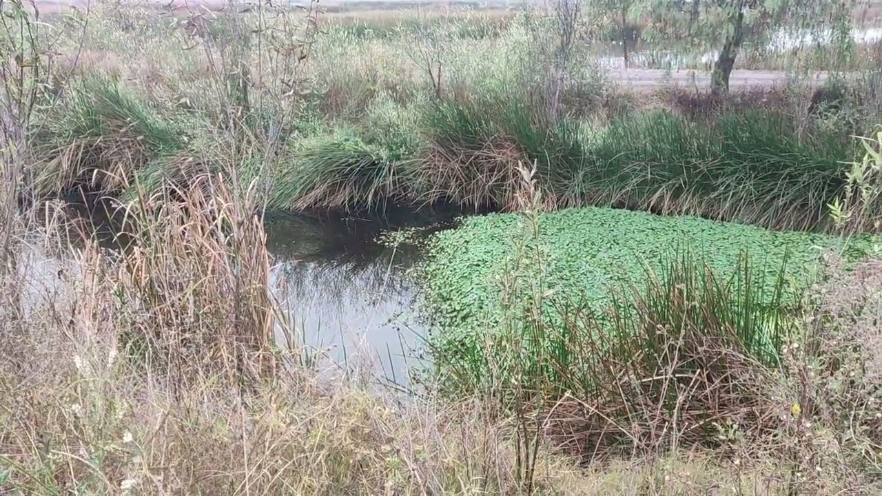 Viveros de Tlahuac
