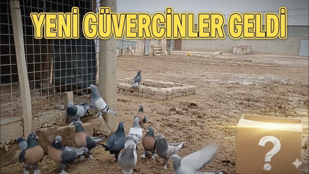 YENİ KUŞLAR GELDİ 👑