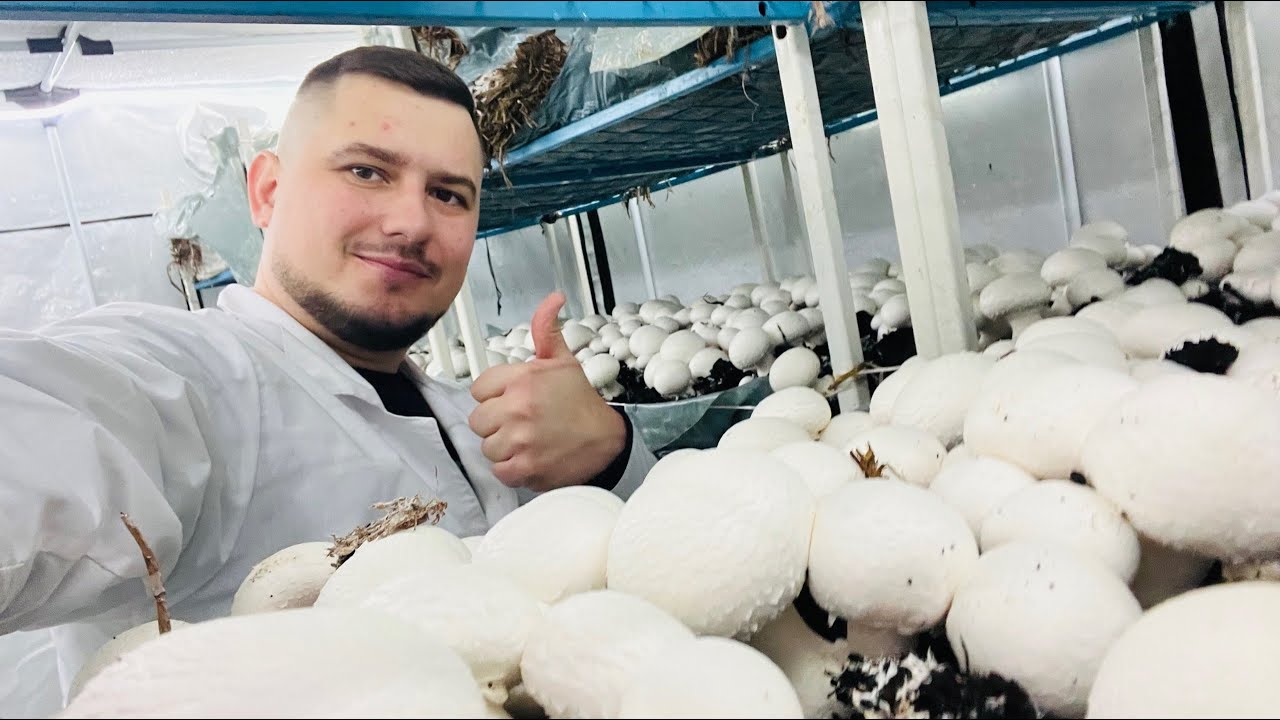 ЧТО ДЕЛАТЬ С ТОРФОМ? РЕШАЕМ. ЖАРИМ 3 ВИДА ГРИБОВ.