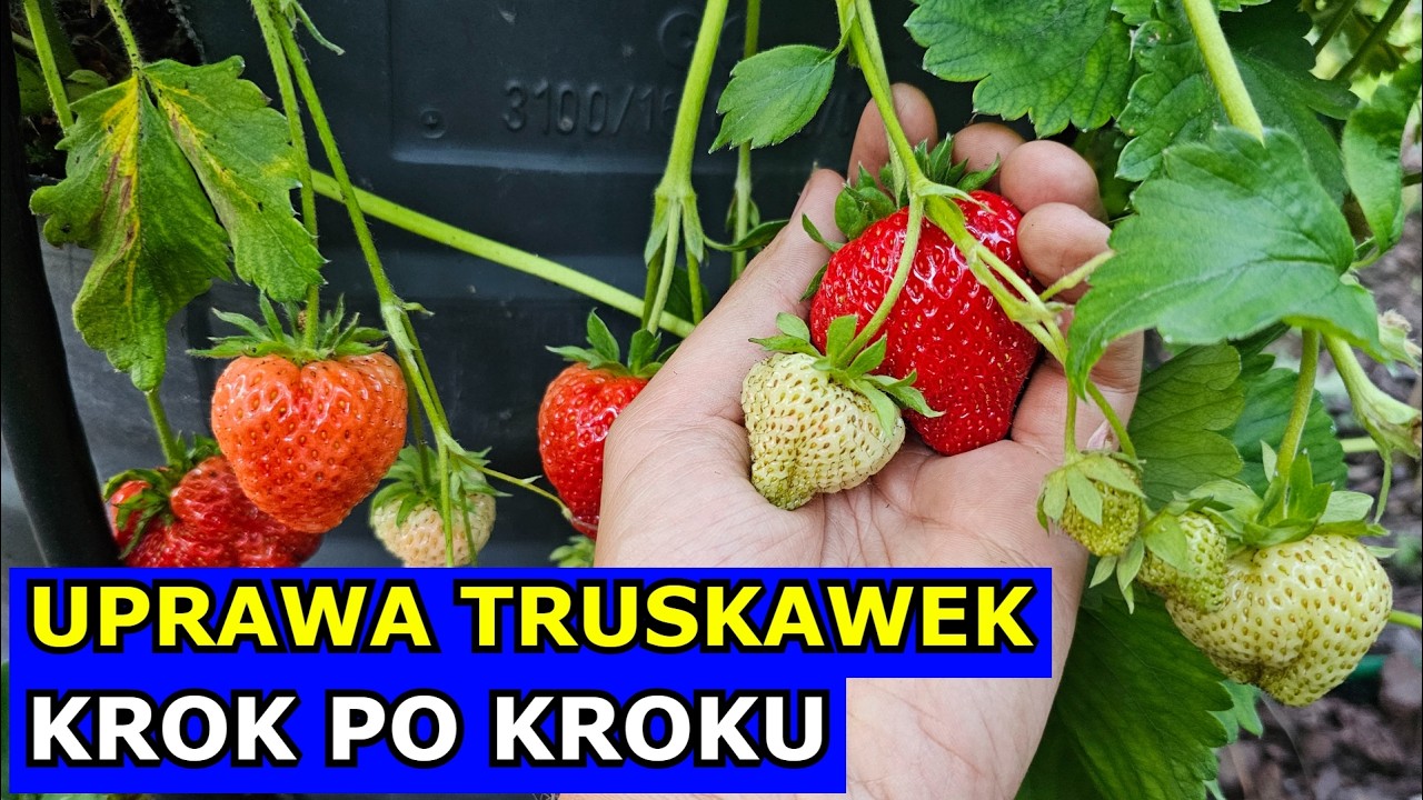 Co Trzeba Wiedzieć o Uprawie Truskawek. Sadzenie, Odmiany, Nawożenie, Opryski na Szarą Pleśń Choroby