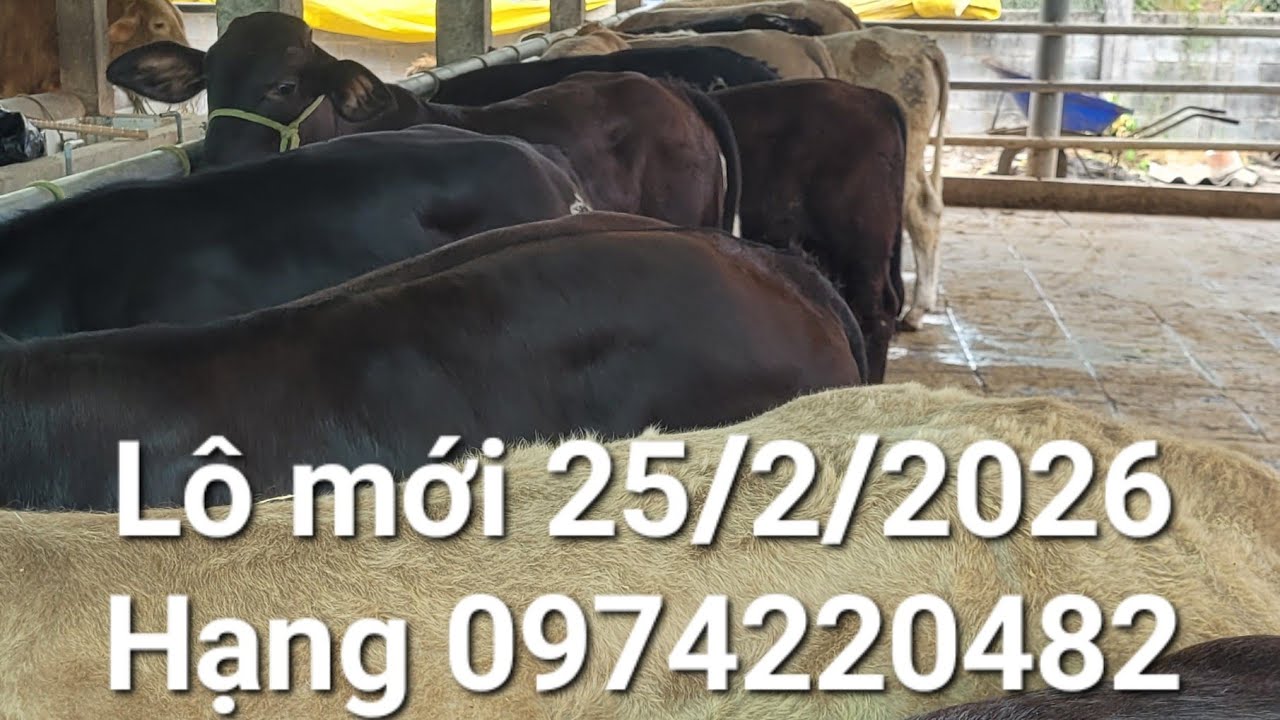 Trại bò Hạng Tiền Giang đang phát trực tiếp! 25/2/2026. ĐT: 0974220482