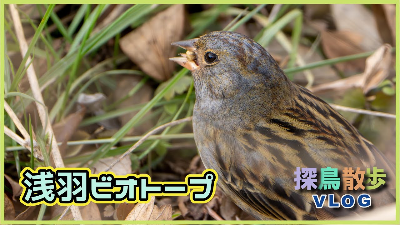 【探鳥散歩 VLOG】2024年1月下旬 浅羽ビオトープで野鳥探し…