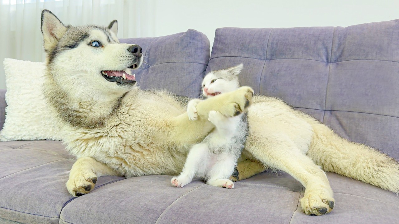 Tiny Kitten Attacks Giant Husky &mdash; What Happens Next Is Hilarious!