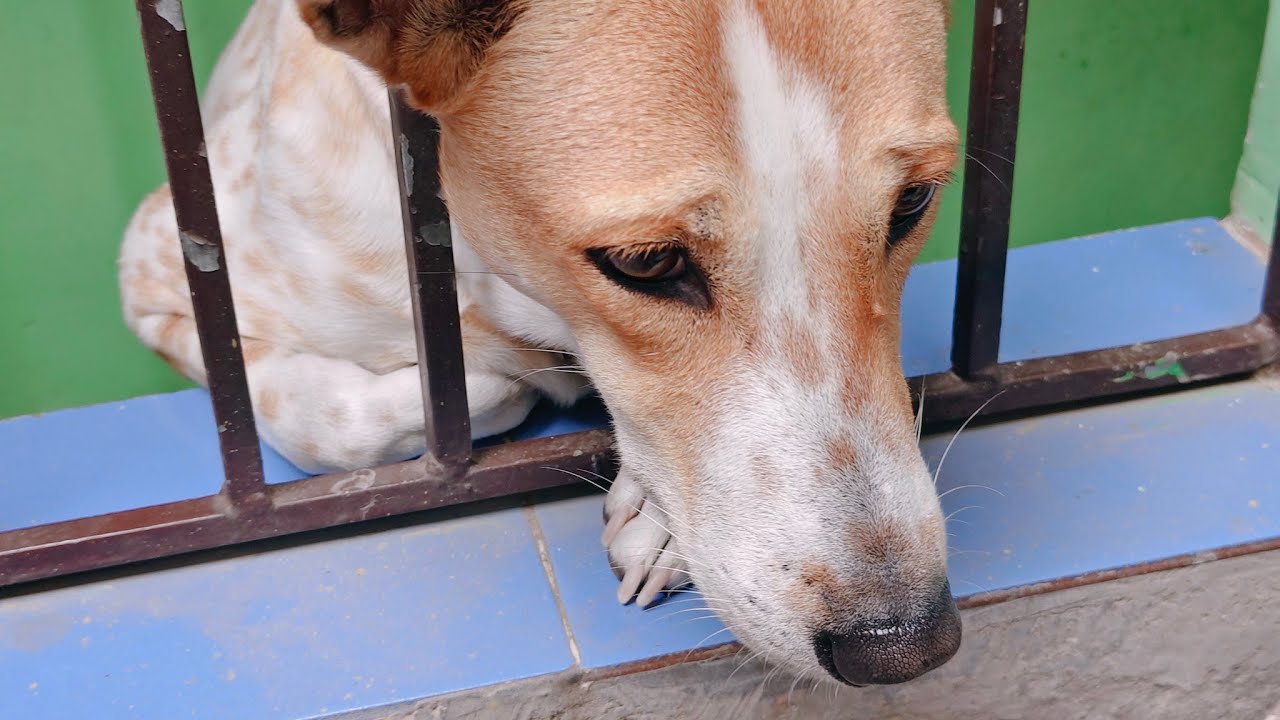 Raja Rani Funny Cute Moments 😍 | Daily Life of Dog Couple | Pet Shorts #shorts  #RajaRani
