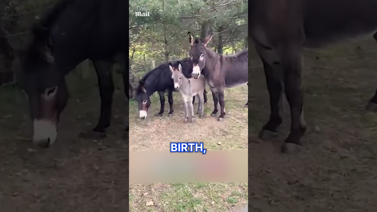 Baby donkey ends up with two mothers