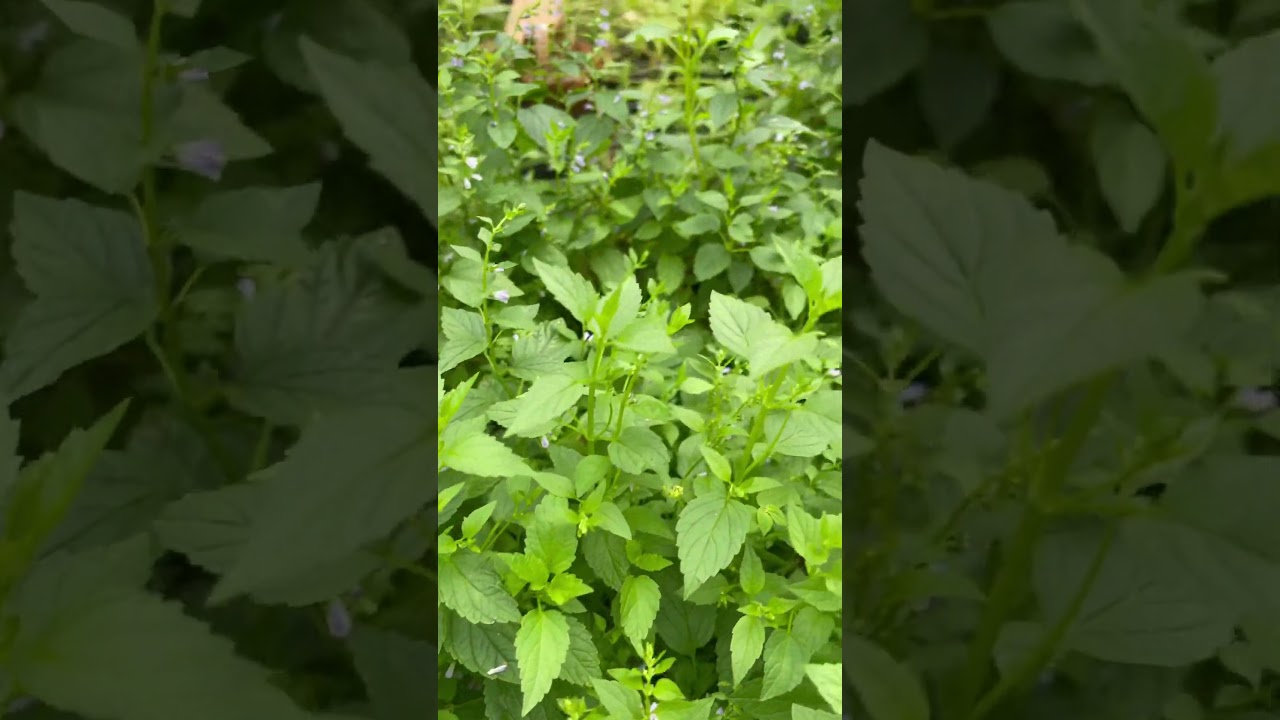#Skullcap thriving in the plant nursery 🌿 #herbs #growyourown