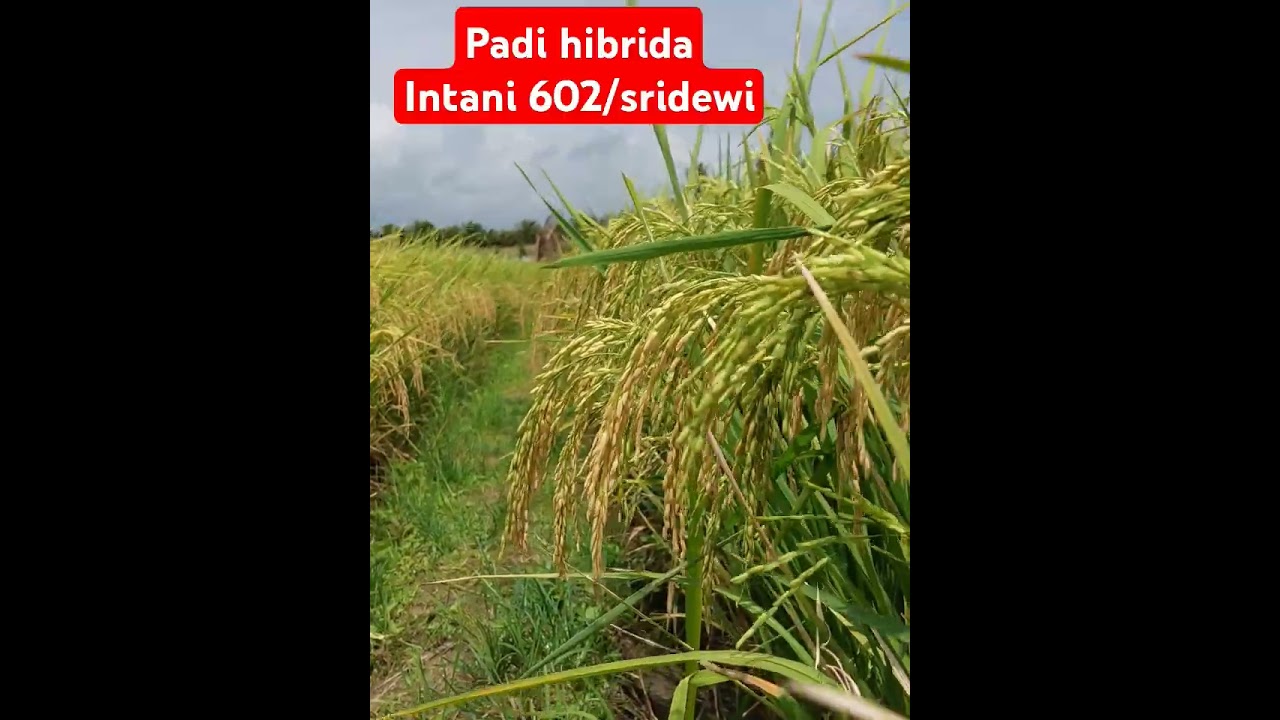 Padi Intani 602/sridewi lur
