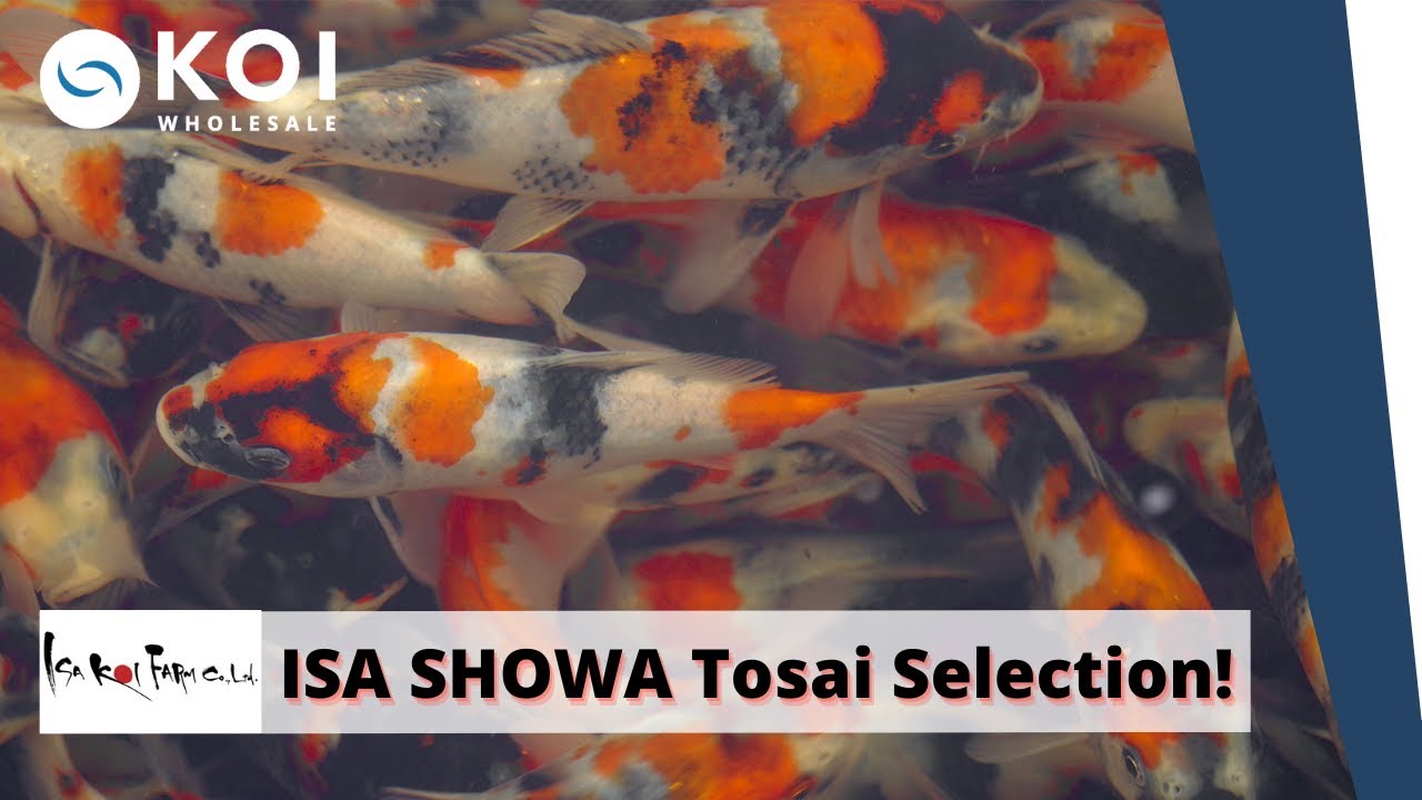 ISA KOI FARM - SHOWA Koi - Tosai Selection!