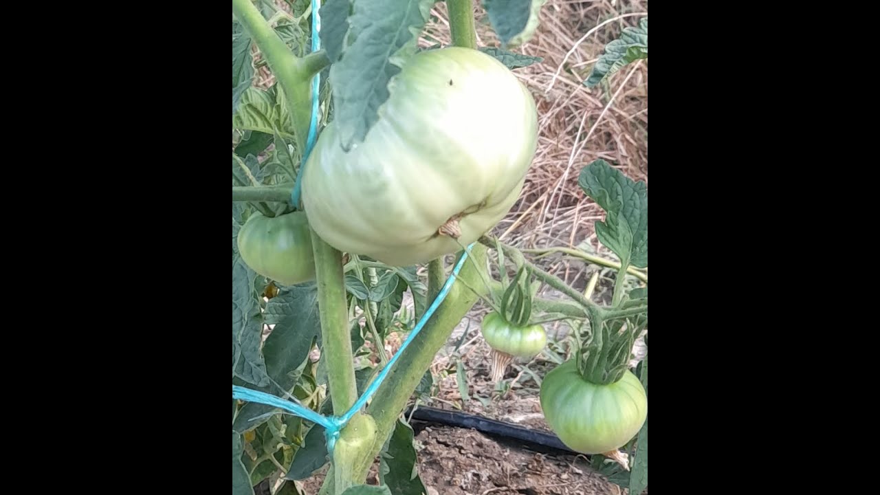 КОЛТУЧЕНЕ НА ДОМАТИ ПО СПЕЦИАЛЕН МЕТОД /Plucking tomatoes using a special method/