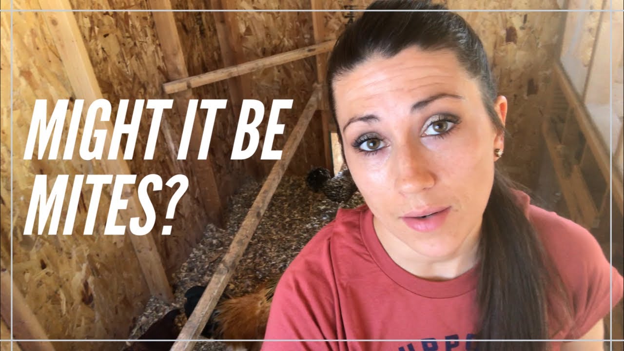 MIGHT IT BE MITES? | We've got a coop full of problems!
