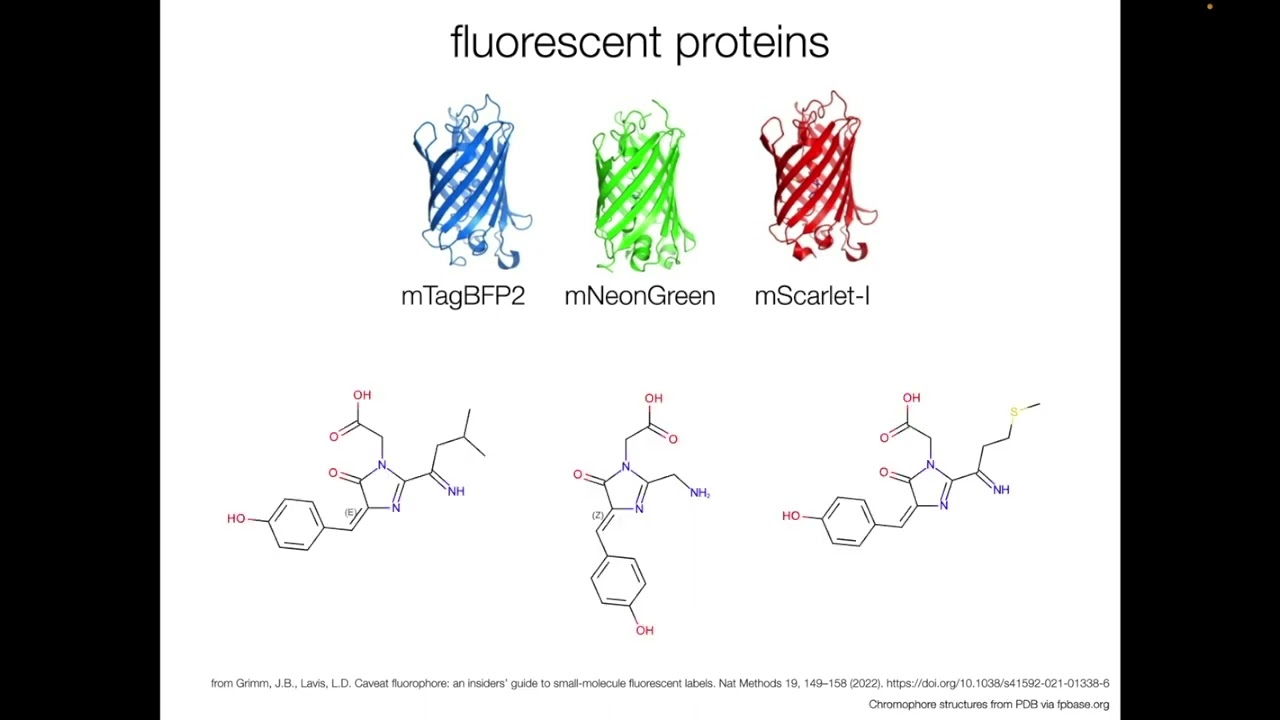 Fluorophore Types & Labeling Methods