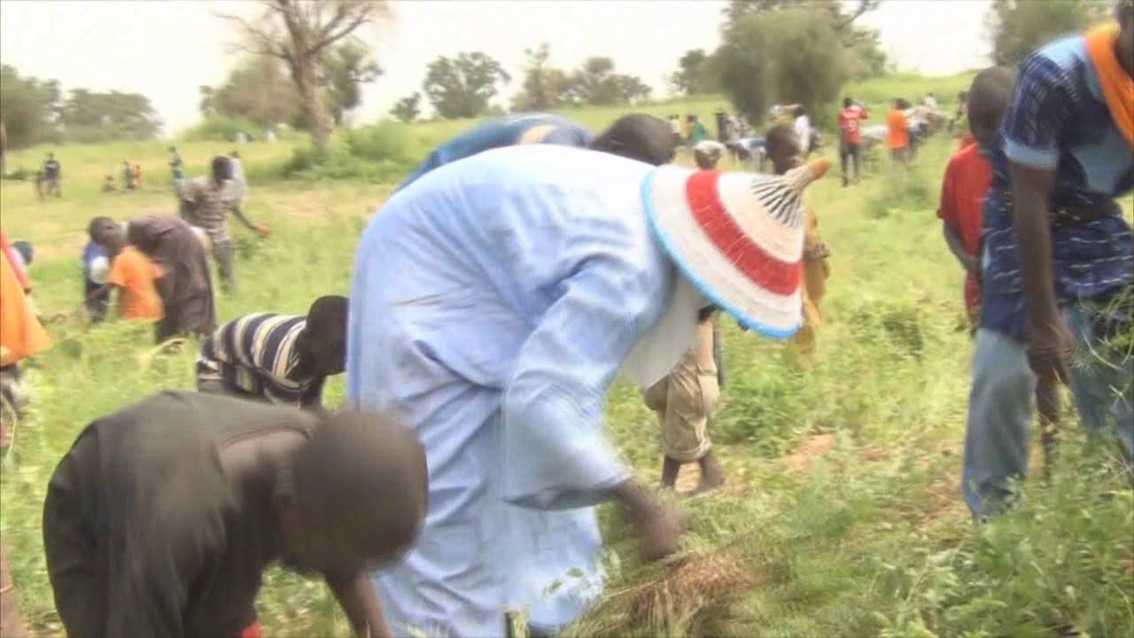 Maoulhayat: R&eacute;coltes des champs de Manaaroul Houda: Edition 2015