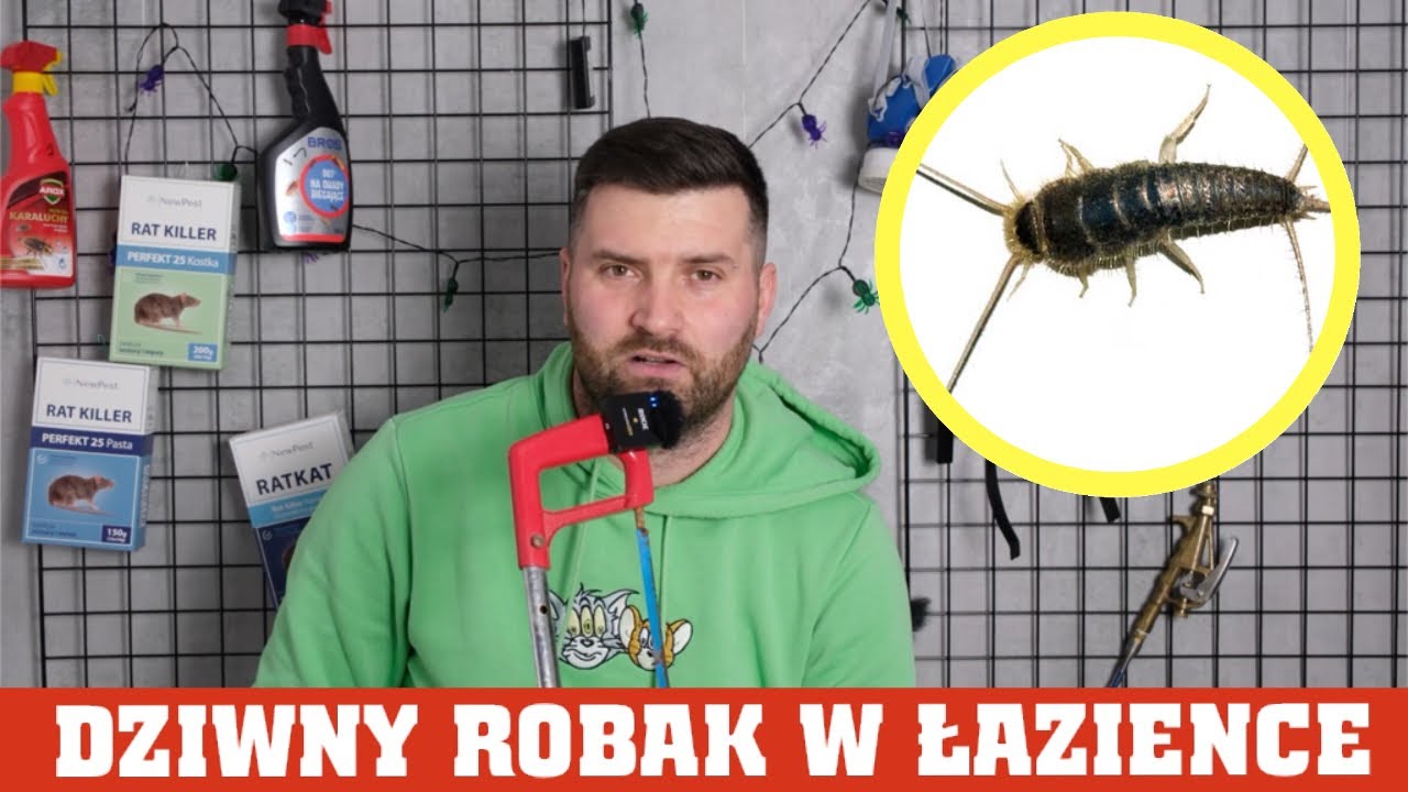 RYBIK CUKROWY WRÓG CZY PRZYJACIEL? JAK SIĘ GO POZBYĆ??? #pluskwy #zwalczanie #odpluskwianie