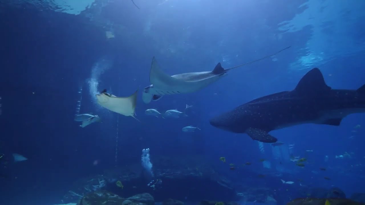 Dyk med valhajar i Georgia Aquarium