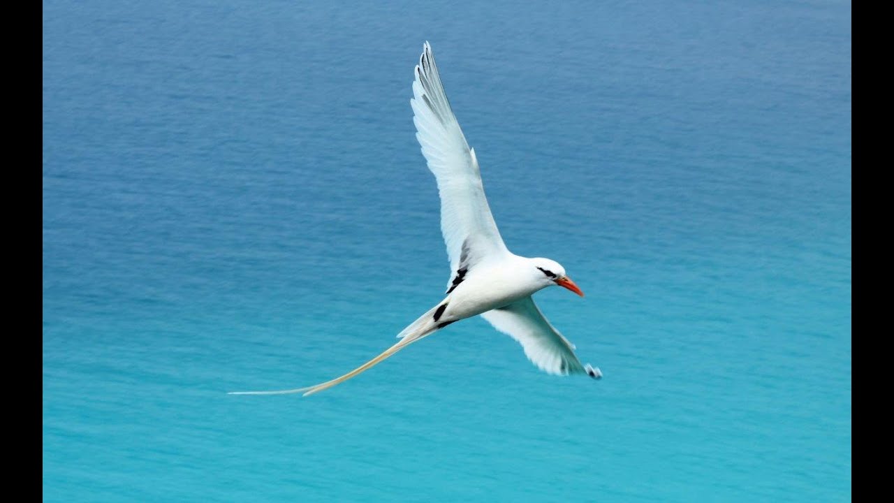 Bermuda - wildlife and heritage