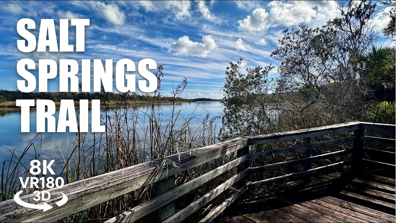Salt Springs Hiking Trail VR180 8K 3D | Ocala National Forest Virtual Hike | VR视频 8K 3D動画 VR旅行