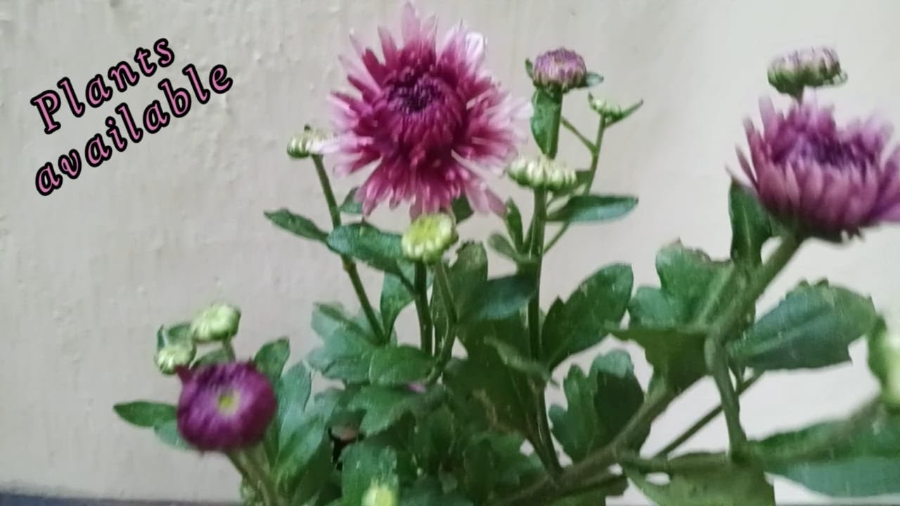 Plant Sale  / 18.11.25