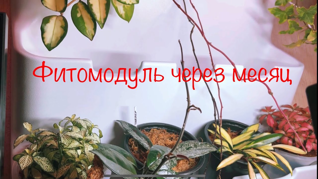 Фитомодуль через месяц! Полив! Уход! Наблюдения