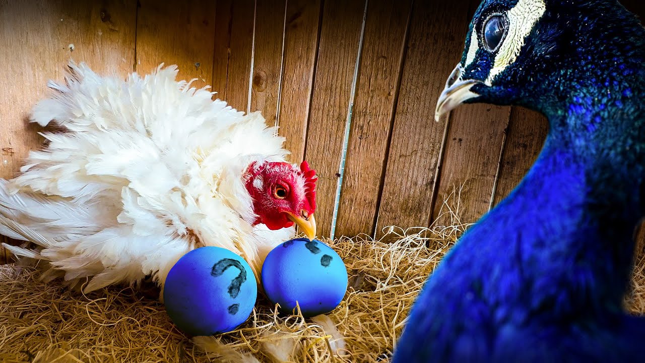 Engañamos a Nuestras Gallinas para que Eclosionaran Huevos de Pavo Real (otra vez)
