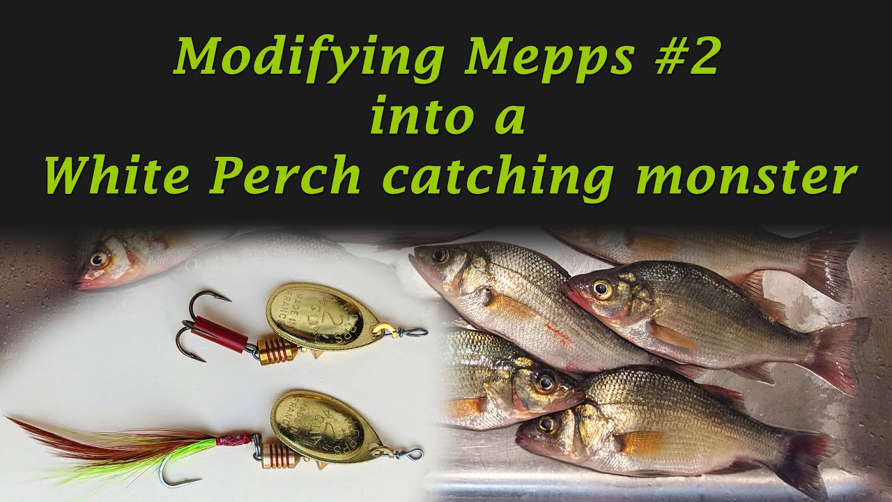White perch fishing with modified Mepps #2