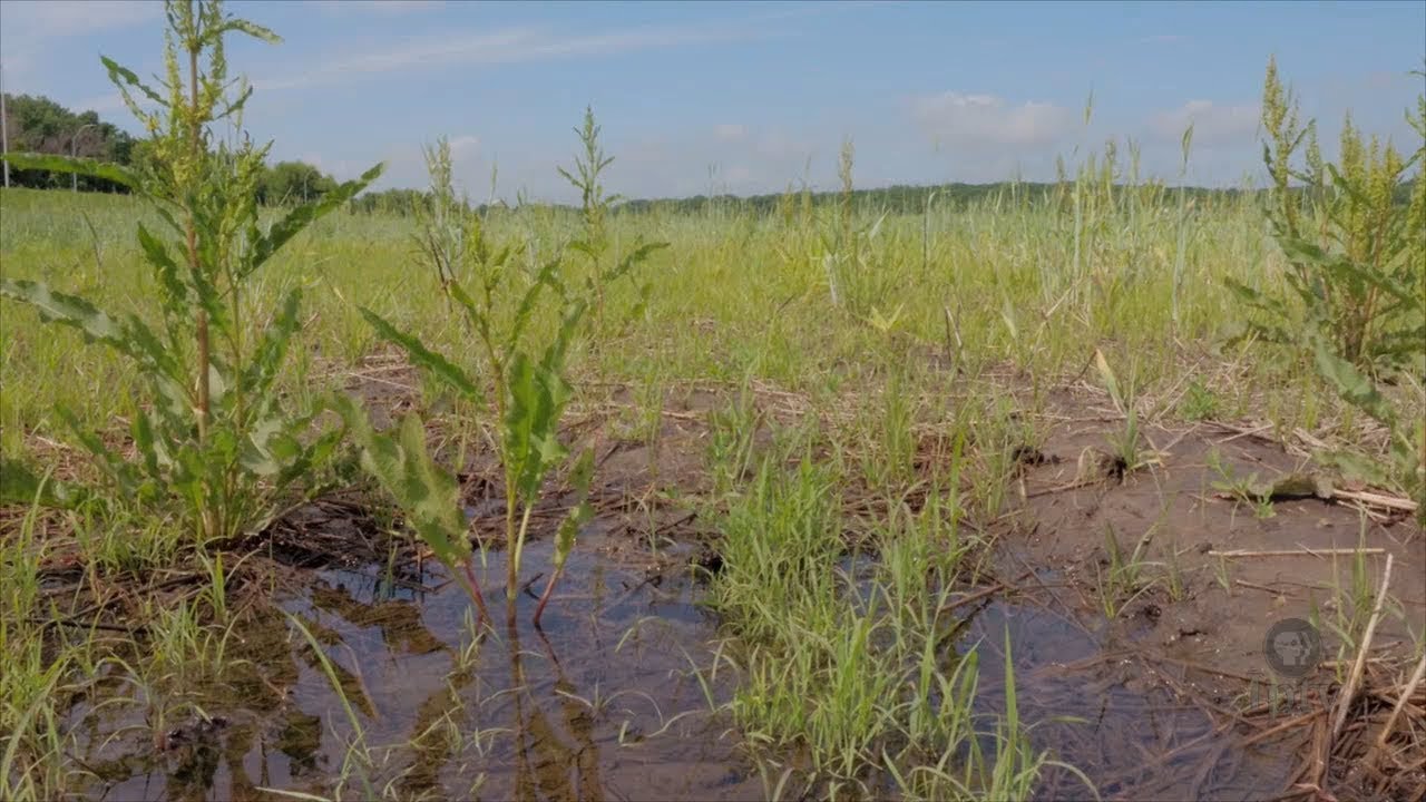 Restoring Iowa Wetlands