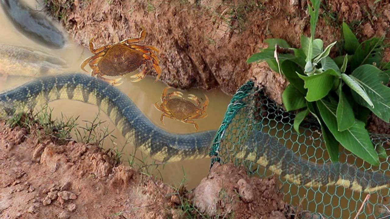 Smart Girl Make Easy  Fish Trap To Catch  Fish  Crabs And Big Water Snake