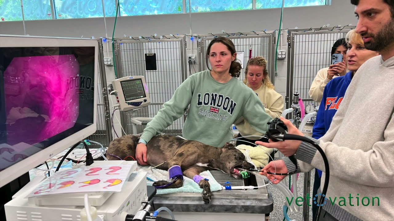 VetOvation | Minimally Invasive Endoscopy - Veterinary Emergency Clinic of Central Florida