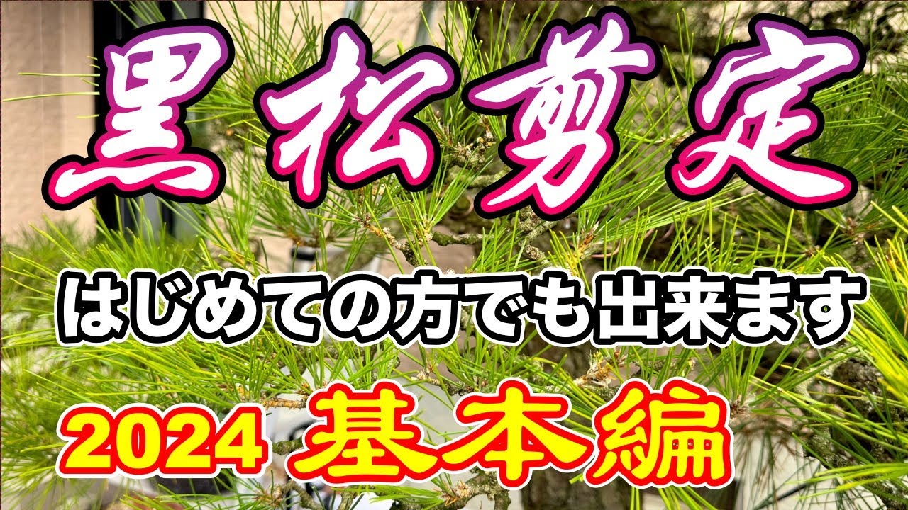 今年も（2024年）黒松の剪定を詳しく解説します。基本編。