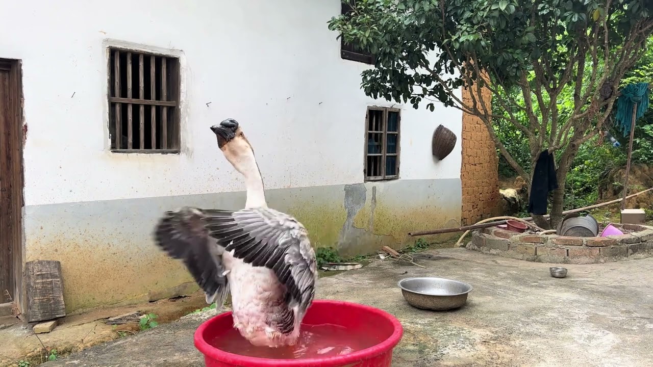这老大真没把自己当鹅😂😂睡觉前还知道洗个澡😂😂 #灵性动物#结果出乎意料