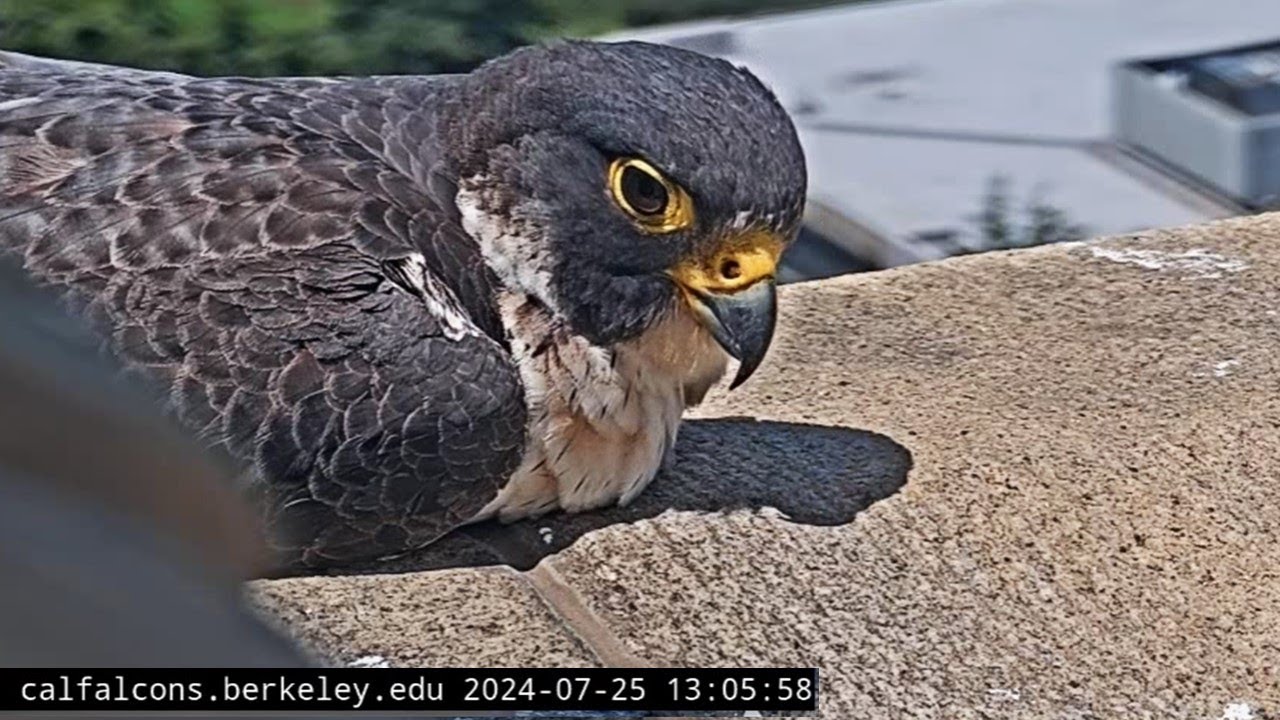 Cal Falcons: Annie Displays Molting Plumage While Loafing 🍞 & Sunbathing 🌞 2024 Jul 25