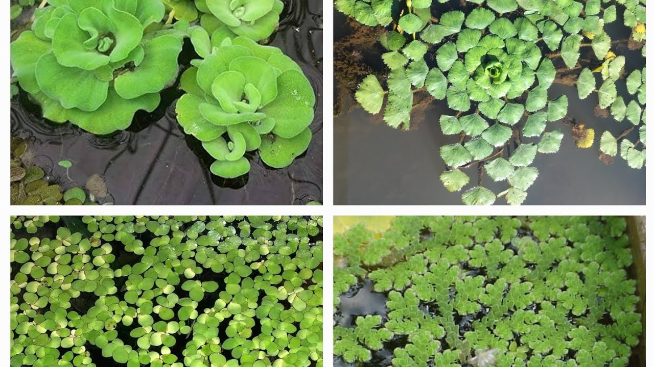 Some very useful aqatic plants of my garden #aquaticplant #trendingshorts #gardening #homegarden